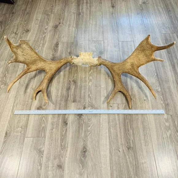 Naturally Shed Wild Moose Antler (Horn, Knife, Carving, Chew, Taxidermy) Full - Picture 2 of 16